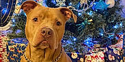 Zoey is registered to the contest to win money with this photo: animal, brown_dog, chain_collar, christmas_tree, cute, decorations, dog, festive, gift_wrap, holiday, holiday_lights, holiday_season, indoor, ornaments, pet, presents, sitting, tree_lights, winter, wooden_floor