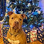 animal, brown_dog, chain_collar, christmas_tree, cute, decorations, dog, festive, gift_wrap, holiday, holiday_lights, holiday_season, indoor, ornaments, pet, presents, sitting, tree_lights, winter, wooden_floor