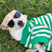 Billie Bob is registered to the contest to win money with this photo: animal, canine, casual, close_up, cute, dog, fashion, fur, grass, green_sweater, lying_down, outdoor, pet, portrait, relaxed, small_dog, striped_clothing, summer, sunglasses, sunny