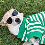 animal, canine, casual, close_up, cute, dog, fashion, fur, grass, green_sweater, lying_down, outdoor, pet, portrait, relaxed, small_dog, striped_clothing, summer, sunglasses, sunny