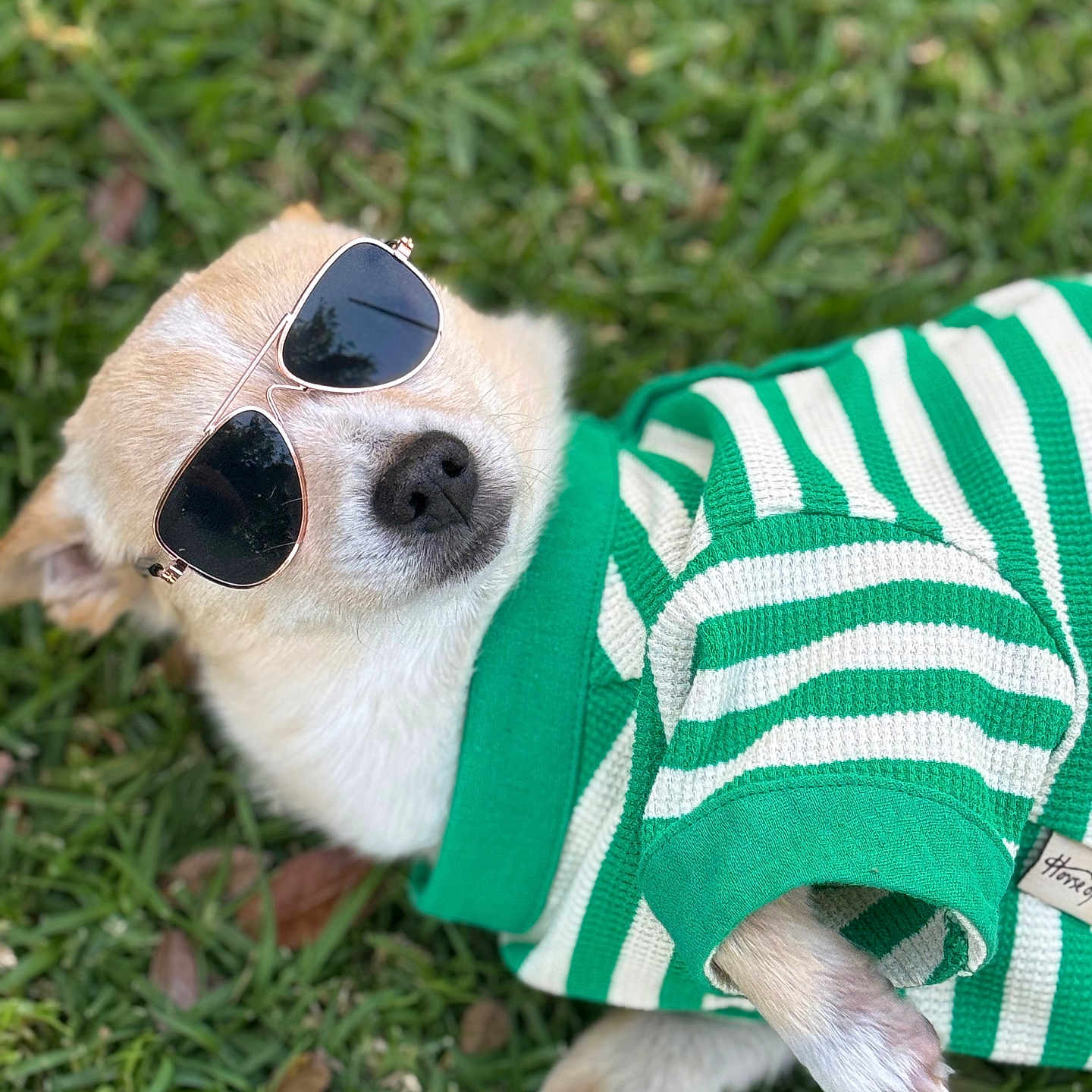 Billie Bob is registered to the contest to win money with this photo: animal, canine, casual, close_up, cute, dog, fashion, fur, grass, green_sweater, lying_down, outdoor, pet, portrait, relaxed, small_dog, striped_clothing, summer, sunglasses, sunny