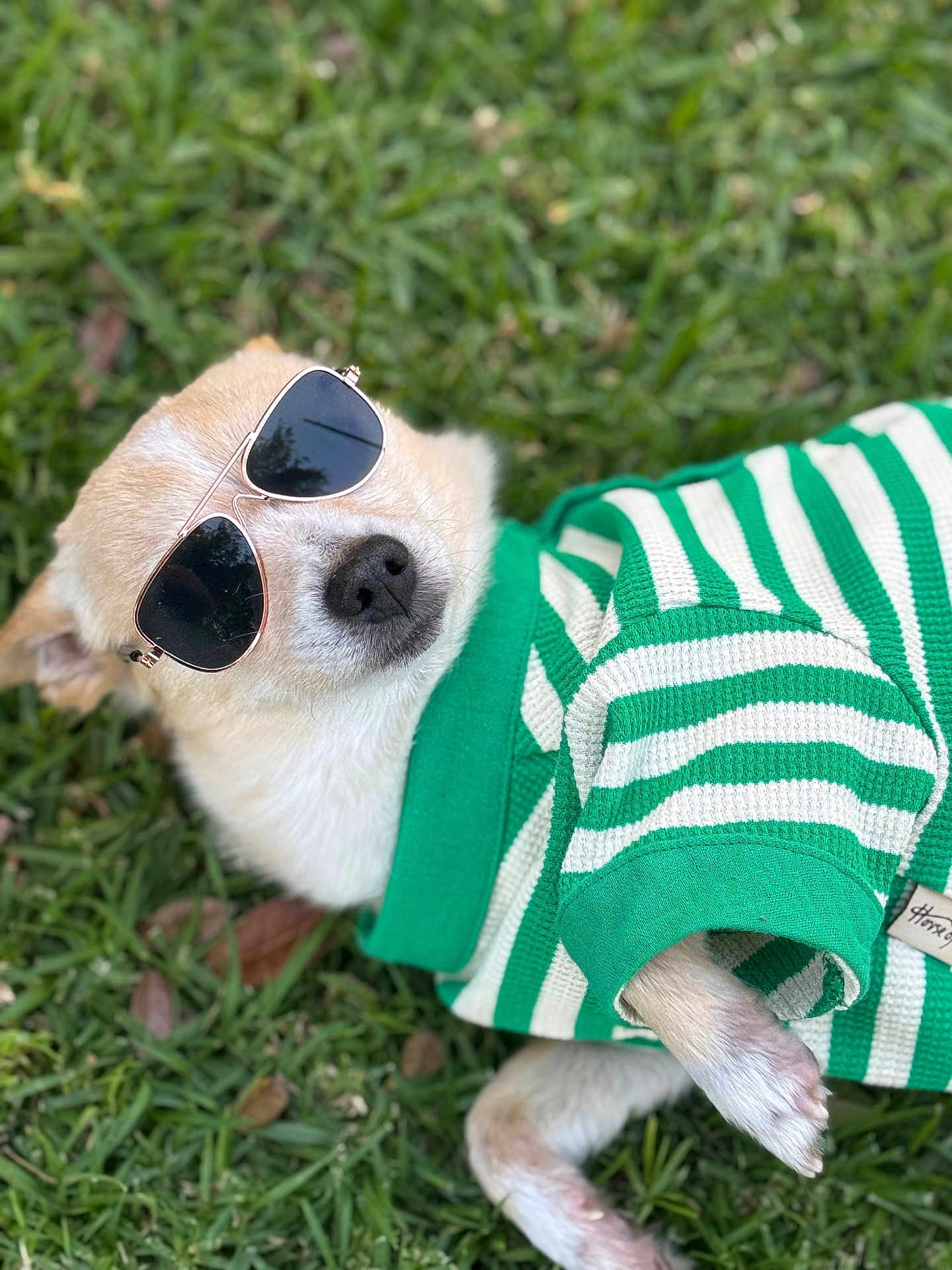 Billie Bob is registered to the contest to win money with this photo: animal, canine, casual, close_up, cute, dog, fashion, fur, grass, green_sweater, lying_down, outdoor, pet, portrait, relaxed, small_dog, striped_clothing, summer, sunglasses, sunny