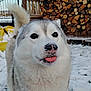 dog, husky, snow, winter, tongue_out, outdoor, pet, animal, fur, cute, playful, canine, cold, nature, woodpile, backyard, nose, white, gray, furry