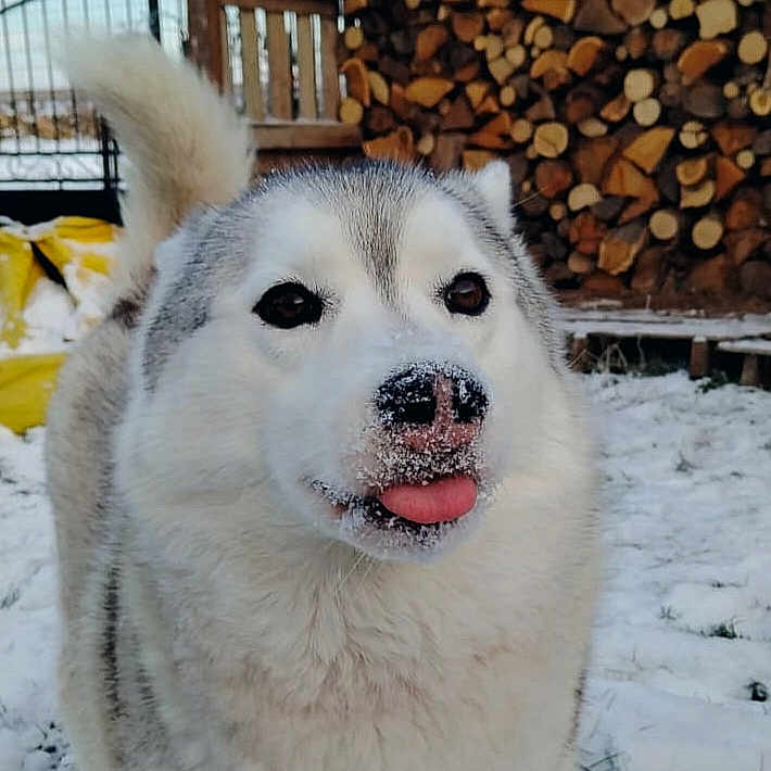 Perle a rejoint le concours — aidez-le/la à gagner de superbes lots ! dog, husky, snow, winter, tongue_out, outdoor, pet, animal, fur, cute, playful, canine, cold, nature, woodpile, backyard, nose, white, gray, furry