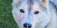 Perle participe au concours pour gagner de l'argent avec cette photo : dog, husky, smiling, outdoor, grass, pet, canine, colorful, chalk_marks, fur, collar, tag, happy, playful, animal, nature, closeup, face, ears, tongue