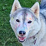 dog, husky, smiling, outdoor, grass, pet, canine, colorful, chalk_marks, fur, collar, tag, happy, playful, animal, nature, closeup, face, ears, tongue