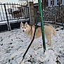 Perle participe au concours pour gagner de l'argent avec cette photo : husky, dog, snow, outdoor, fence, gate, grass, winter, animal, pet, yard, metal_pole, tree, wooden_fence, canine, cold, nature, daytime, fur, standing