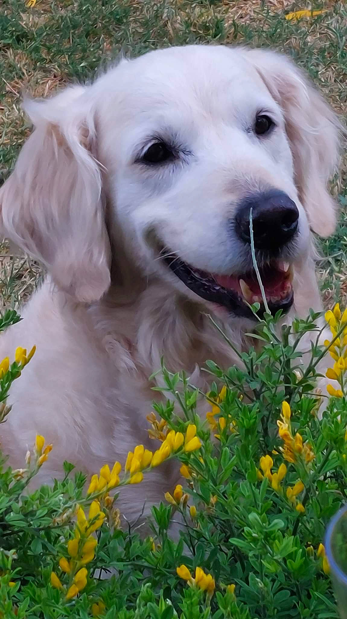 Jeena a rejoint le concours — aidez-le/la à gagner de superbes lots ! annual_plant, carnivore, companion_dog, dog, dog_breed, dog_collar, eye, fawn, flower, flowering_plant, garden, grass, groundcover, herbaceous_plant, kuvasz, plant, retriever, sporting_group, whiskers, working_animal