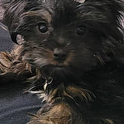 Lulu joined the competition — help win amazing prizes! puppy, dog, bow, pet, cute, fur, black, brown, small, animal, young, portrait, indoor, closeup, adorable, resting, face, whiskers, collar, fluffy