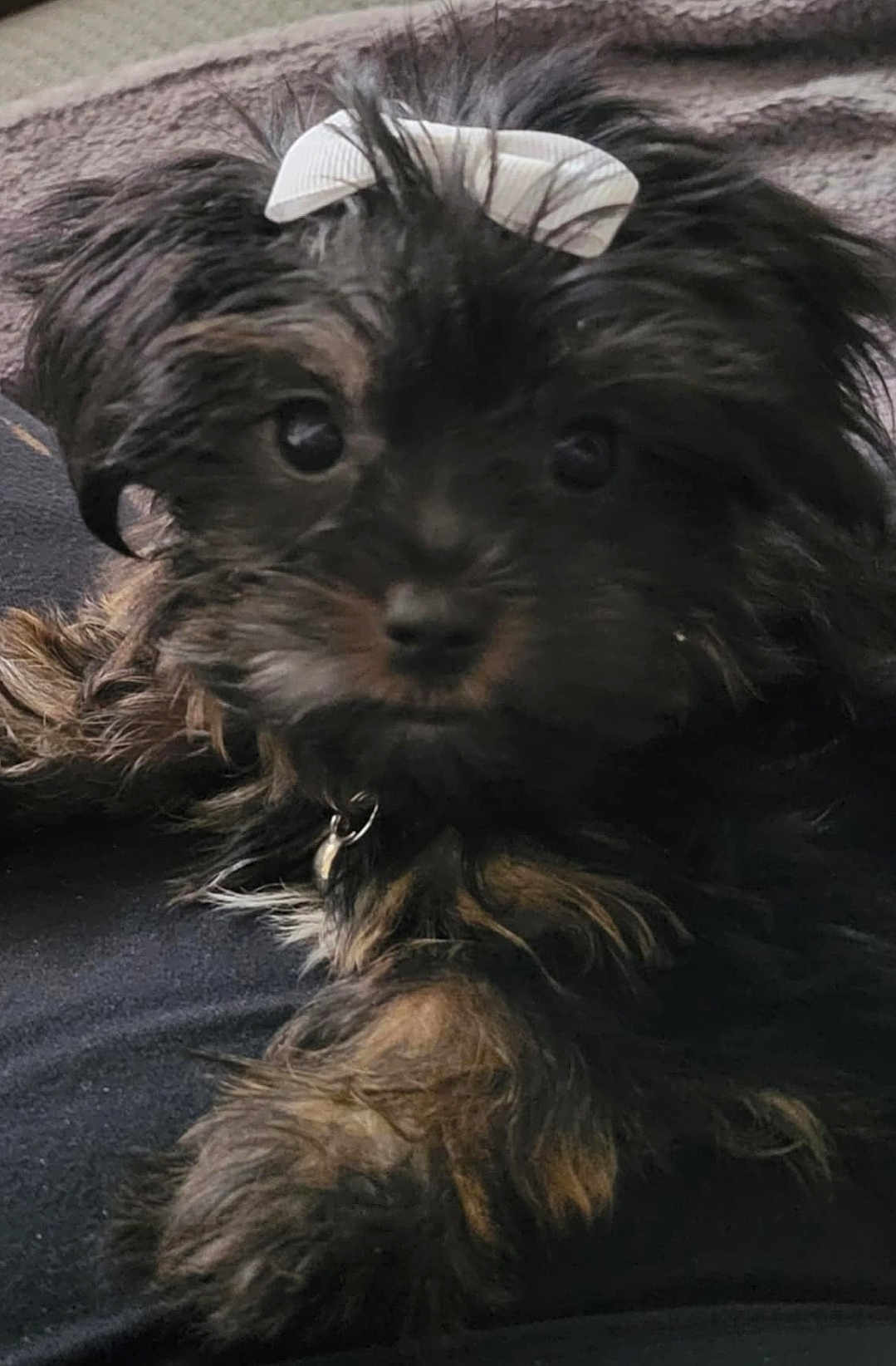 Lulu