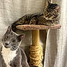 Stormy is registered to the contest to win money with this photo: animal, cat, cat_tree, cats, cozy, curious, curtains, feline, gray_cat, indoor, lying_down, pet, portrait, relaxed, scratching_post, sitting, sunlight, tabby, whiskers, white_chest