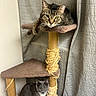 Stormy is registered to the contest to win money with this photo: animal, cat, cat_tree, cats, curtain, feline, fur, gray_cat, home, indoor, looking_at_camera, lying_down, pet, play_structure, scratching_post, sitting, tabby_cat, tile_wall, whiskers, white_paws
