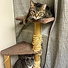 animal, carpet, cat, cat_tree, cats, curtain, feline, gray_cat, home, indoors, lounging, pet, playful, portrait, scratching_post, sitting, standing, tabby_cat, tile_wall, whiskers