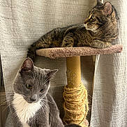 Stormy is registered to the contest to win money with this photo: animal, cat, cat_tree, cats, cozy, curtains, feline, gray_cat, home, indoors, lounging, pet, platform, portrait, scratching_post, sitting, sunlight, tabby, white_chest, window
