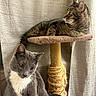 animal, cat, cat_tree, cats, cozy, curtains, feline, gray_cat, home, indoors, lounging, pet, platform, portrait, scratching_post, sitting, sunlight, tabby, white_chest, window