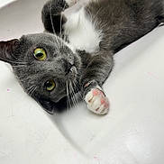 Stormy is registered to the contest to win money with this photo: cat, grey_cat, white_cat, green_eyes, pet, indoor, sink, paw, pink_paw_pads, whiskers, cute, playful, feline, close_up, animal, domestic_animal, fur, resting, looking_at_camera, household