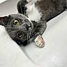 cat, grey_cat, white_cat, green_eyes, pet, indoor, sink, paw, pink_paw_pads, whiskers, cute, playful, feline, close_up, animal, domestic_animal, fur, resting, looking_at_camera, household