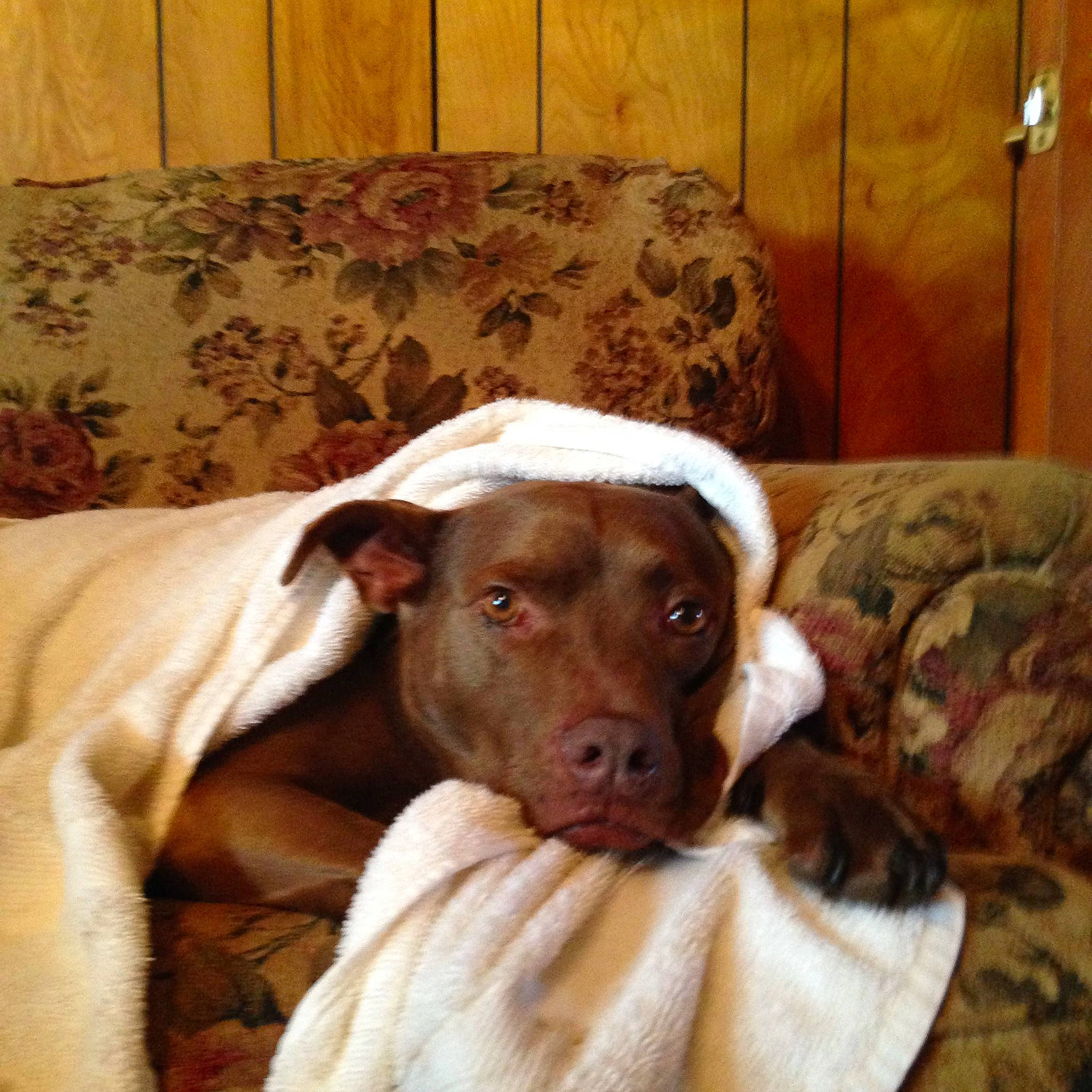 Barney is registered to the contest to win money with this photo: carnivore, comfort, companion_dog, couch, dog, dog_breed, ear, fawn, flooring, hardwood, interior_design, lamp, liver, living_room, room, snout, sporting_group, terrestrial_animal, wood, working_animal