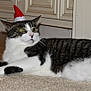 animal, black_stripes, carpet, cat, cute, domestic_animal, feline, floor, holiday, indoor, kitchen, paws, pet, relaxed, resting, santa_hat, side_view, tabby, whiskers, white_fur