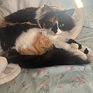 Jade joined the competition — help win amazing prizes! animal, bed, bedspread, calico_cat, cat, cozy, curled_up, cute, domestic_cat, ears, floral_pattern, fluffy, fur, indoor, pet, pillow, relaxed, resting, sleepy, whiskers