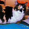 Jade is registered to the contest to win money with this photo: animal, bed, blanket, calico, cat, cozy, curious, date_stamp, desk, feline, fur, indoor, nostalgic, pet, room, shelf, vintage, warm_lighting, whiskers, yellow_eyes