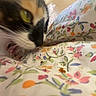 Jade joined the competition — help win amazing prizes! animal, bed, blanket, calico_cat, cat, close_up, colorful, cozy, curious, domestic_cat, feline, floral_pattern, fur, indoor, licking, pet, sniffing, soft_lighting, textile, whiskers