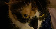 Jade is registered to the contest to win money with this photo: animal, blanket, calico, cat, closeup, cozy, dark, drawing, ears, feline, fur, indoor, pet, portrait, relaxed, room, shadow, wall_art, whiskers, yellow_eyes