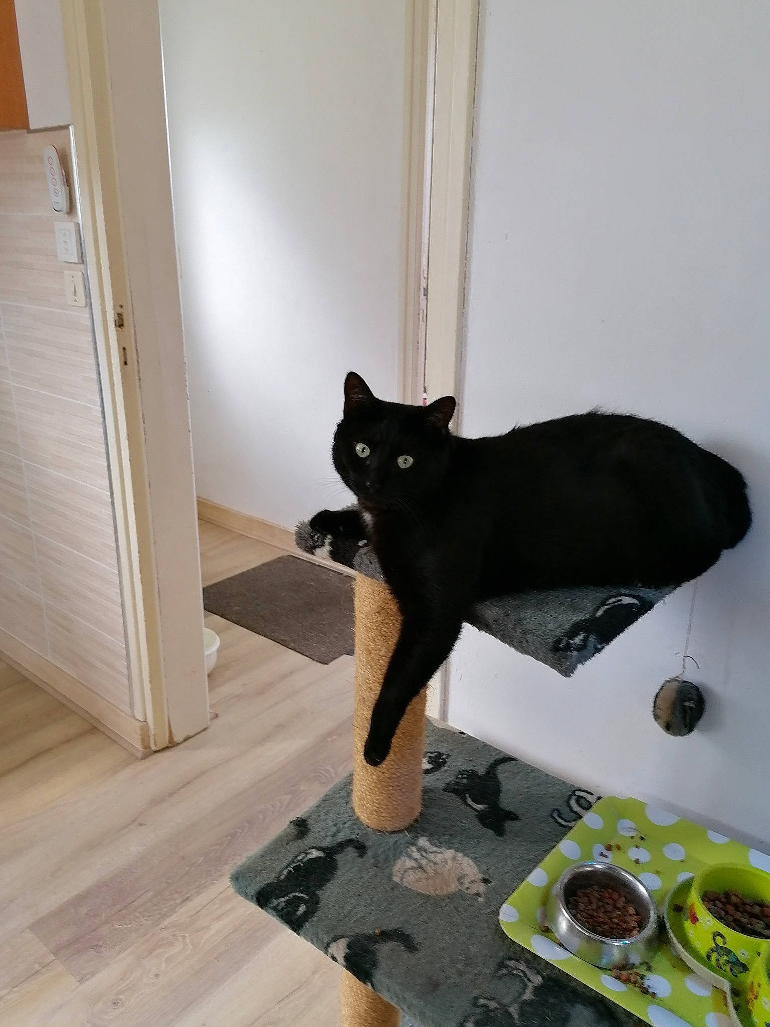 Myo a rejoint le concours — aidez-le/la à gagner de superbes lots ! carnivore, cat, chair, dishware, felidae, floor, flooring, food, guacamole, hardwood, ingredient, plate, recipe, small_to_medium_sized_cats, table, tableware, tail, whiskers, window, wood