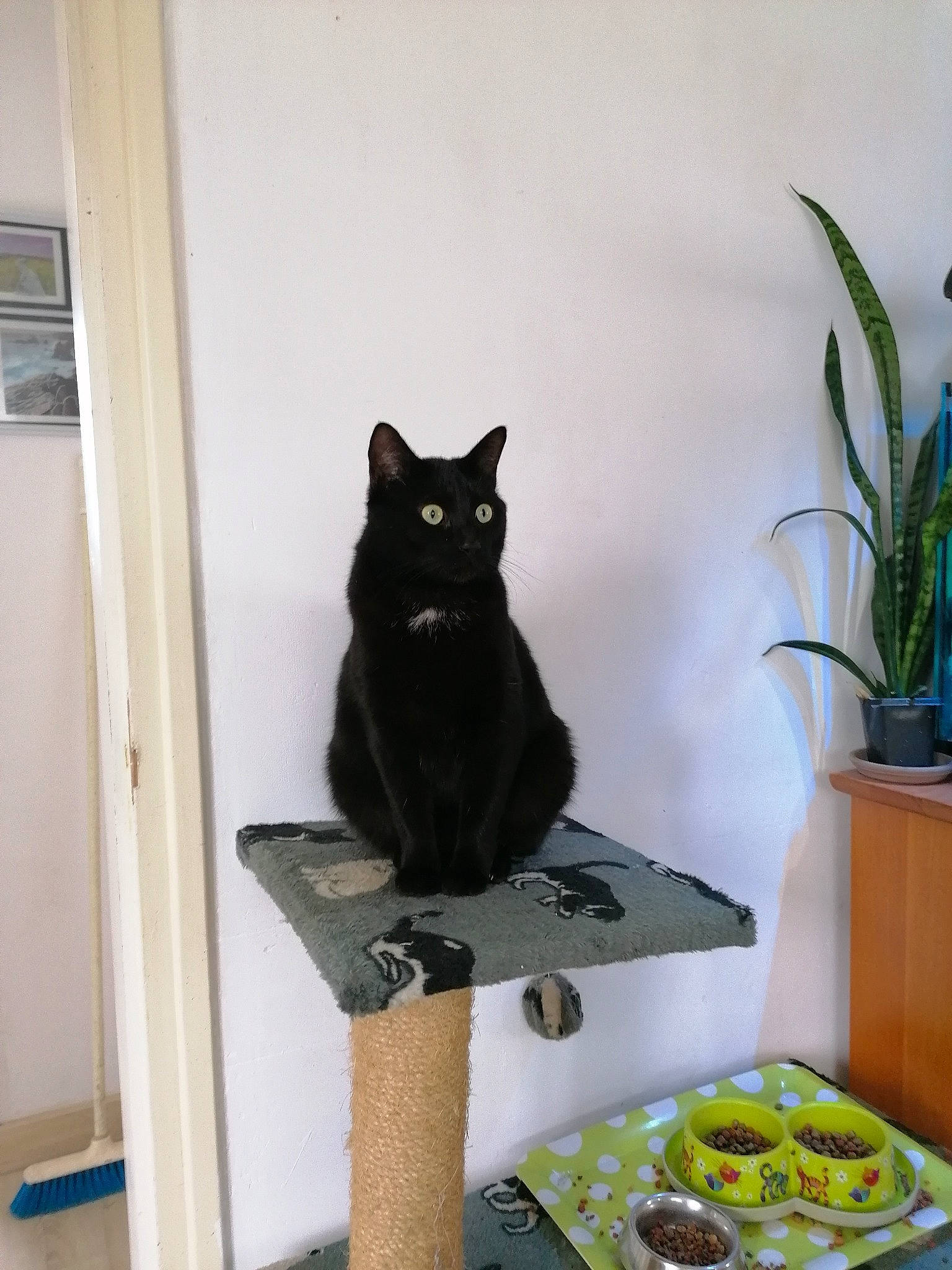 Myo participe au concours pour gagner de l'argent avec cette photo : black_cat, bombay, carnivore, cat, domestic_short_haired_cat, felidae, flooring, flowerpot, fur, grey, house, houseplant, plant, room, small_to_medium_sized_cats, snout, tail, whiskers, window, wood