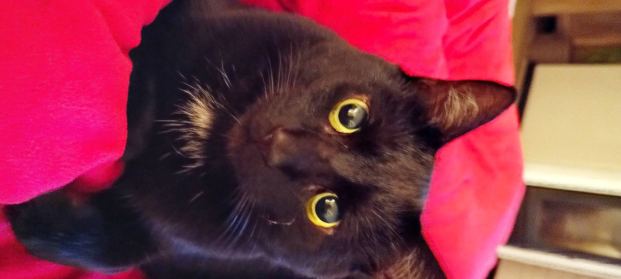 Myo participe au concours pour gagner de l'argent avec cette photo : black_cat, bombay, carnivore, cat, comfort, domestic_short_haired_cat, felidae, fur, havana_brown, small_to_medium_sized_cats, snout, terrestrial_animal, whiskers