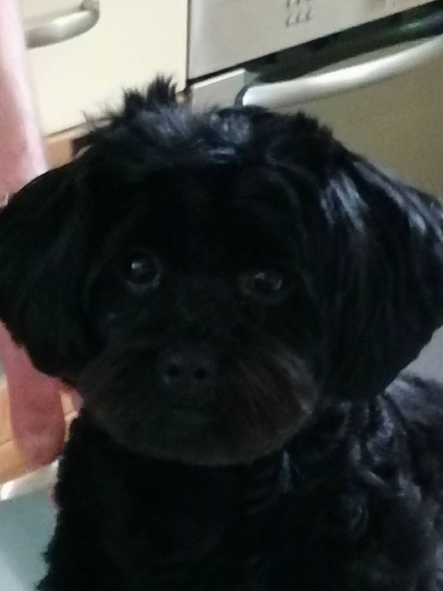 Poupette participe au concours pour gagner de l'argent avec cette photo : canidae, carnivore, companion_dog, dog, dog_breed, fur, liver, non_sporting_group, snout, sporting_group, terrestrial_animal, toy_dog, whiskers, working_animal