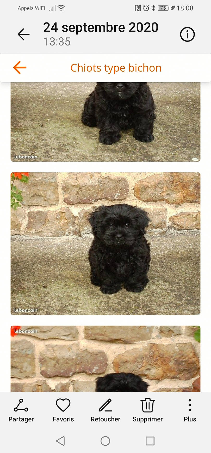 Poupette participe au concours pour gagner de l'argent avec cette photo : black, canidae, carnivore, companion_dog, dog, dog_breed, fashion_accessory, font, fur, grass, liver, mammal, rectangle, snout, soil, sporting_group, terrestrial_animal, vertebrate, water_dog, working_animal