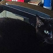 Cash is registered to the contest to win money with this photo: black_cat, cat, feline, fur, fluffy, green_eyes, animal, pet, indoor, portrait, close_up, alert, staring, sitting, dark_fur, whiskers, ears, household, furniture, candid