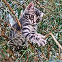 animal, branches, cat, climbing, closeup, curious, feline, fur, gray_tabby, greenery, kitten, leaves, nature, outdoor, paw, pet, playful, tree, wildlife, young_animal