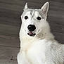 Alaska participe au concours pour gagner de l'argent avec cette photo : dog, husky, pet, animal, white_fur, grey_fur, floor, wooden_floor, lying_down, portrait, close_up, indoor, cute, friendly, smiling, ears, black_nose, fur, eyes, canine