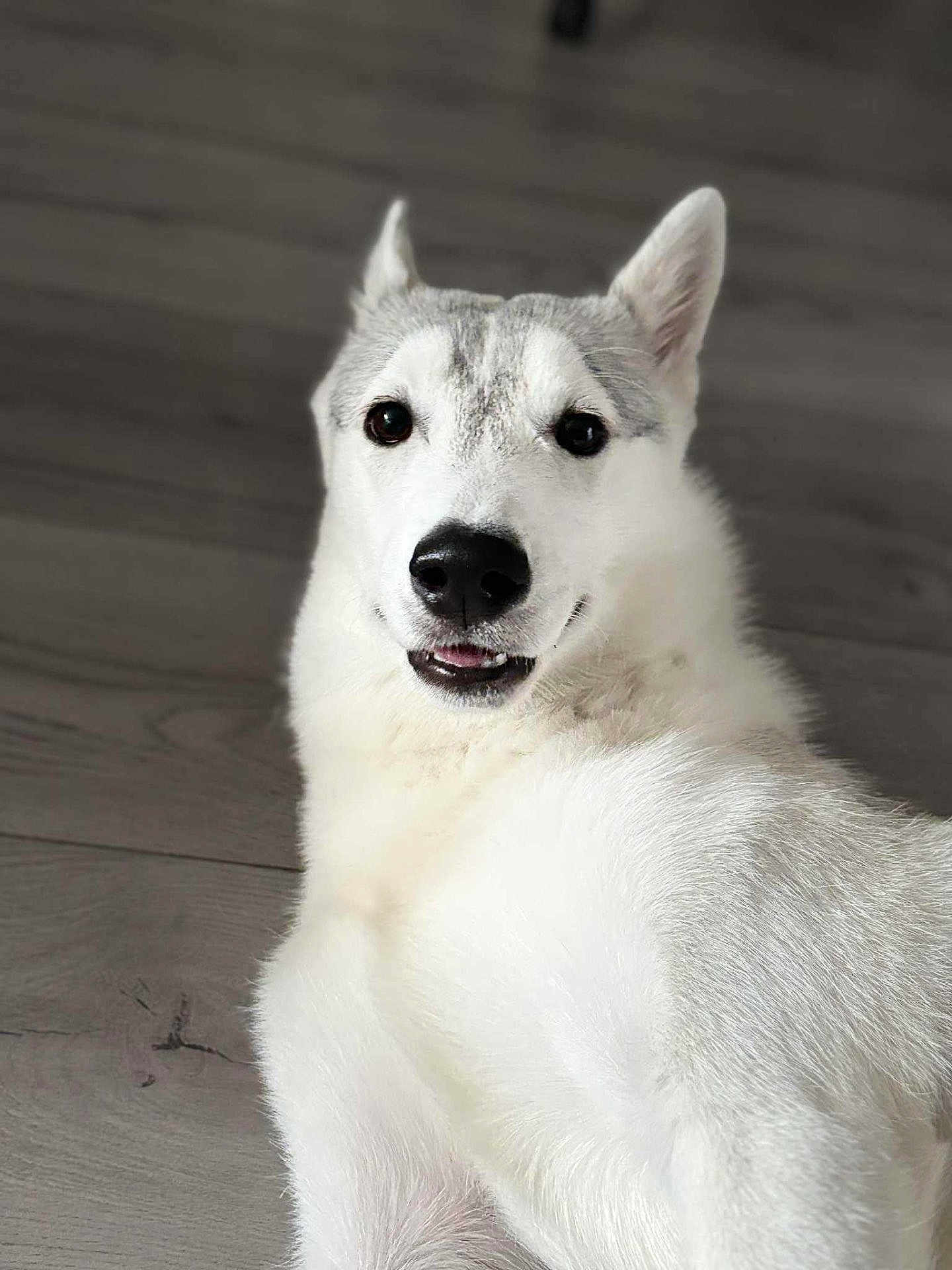 Alaska participe au concours pour gagner de l'argent avec cette photo : dog, husky, pet, animal, white_fur, grey_fur, floor, wooden_floor, lying_down, portrait, close_up, indoor, cute, friendly, smiling, ears, black_nose, fur, eyes, canine