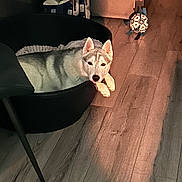 Alaska a rejoint le concours — aidez-le/la à gagner de superbes lots ! dog, husky, pet_bed, wooden_floor, indoor, toy, turtle_toy, soccer_ball, toilet_paper, stack, relaxed, animal, light_shadow, cozy, furniture, black_bed, flooring, home, resting, domestic