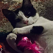Jinx joined the competition — help win amazing prizes! cat, black_and_white, toy, feathers, pink, pet, indoor, closeup, animal, playful, claws, fur, whiskers, paws, light, texture, curious, lying_down, domestic, cozy