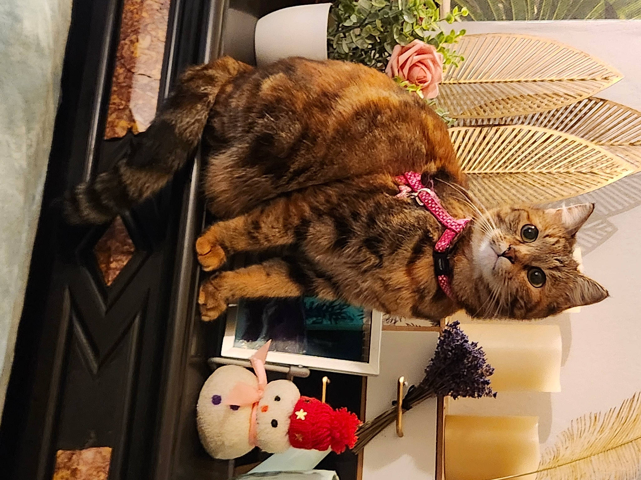 Câline participe au concours pour gagner de l'argent avec cette photo : carnivore, cat, comfort, domestic_short_haired_cat, fawn, felidae, fur, plant, room, small_to_medium_sized_cats, tail, terrestrial_animal, textile, toy, whiskers