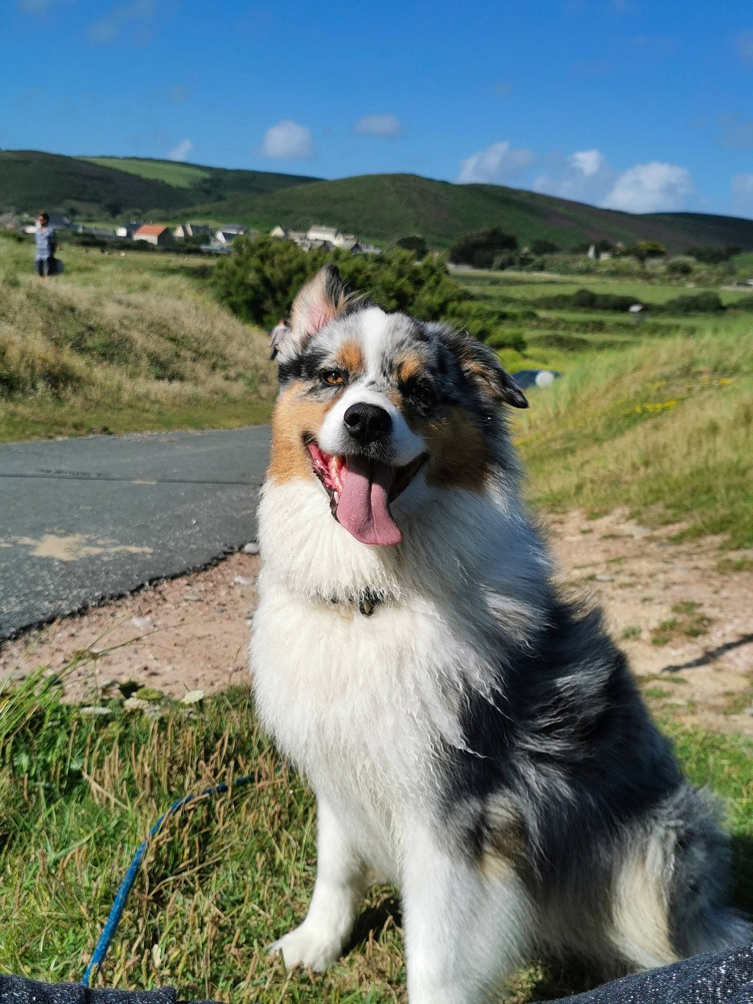 Maline participe au concours pour gagner de l'argent avec cette photo : australian_collie, australian_shepherd, border_collie, canidae, carnivore, collie, companion_dog, dog, dog_breed, english_shepherd, herding_dog, mammal, miniature_australian_shepherd, rare_breed_dog, scotch_collie, snout, sporting_group, tornjak, vertebrate, working_dog