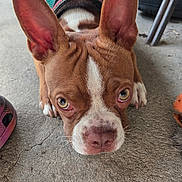 Pete joined the competition — help win amazing prizes! dog, brown, white, ears, close_up, floor, concrete, pet, animal, lying_down, face, expression, curious, tired, collar, paws, shoes, chair, indoor, casual