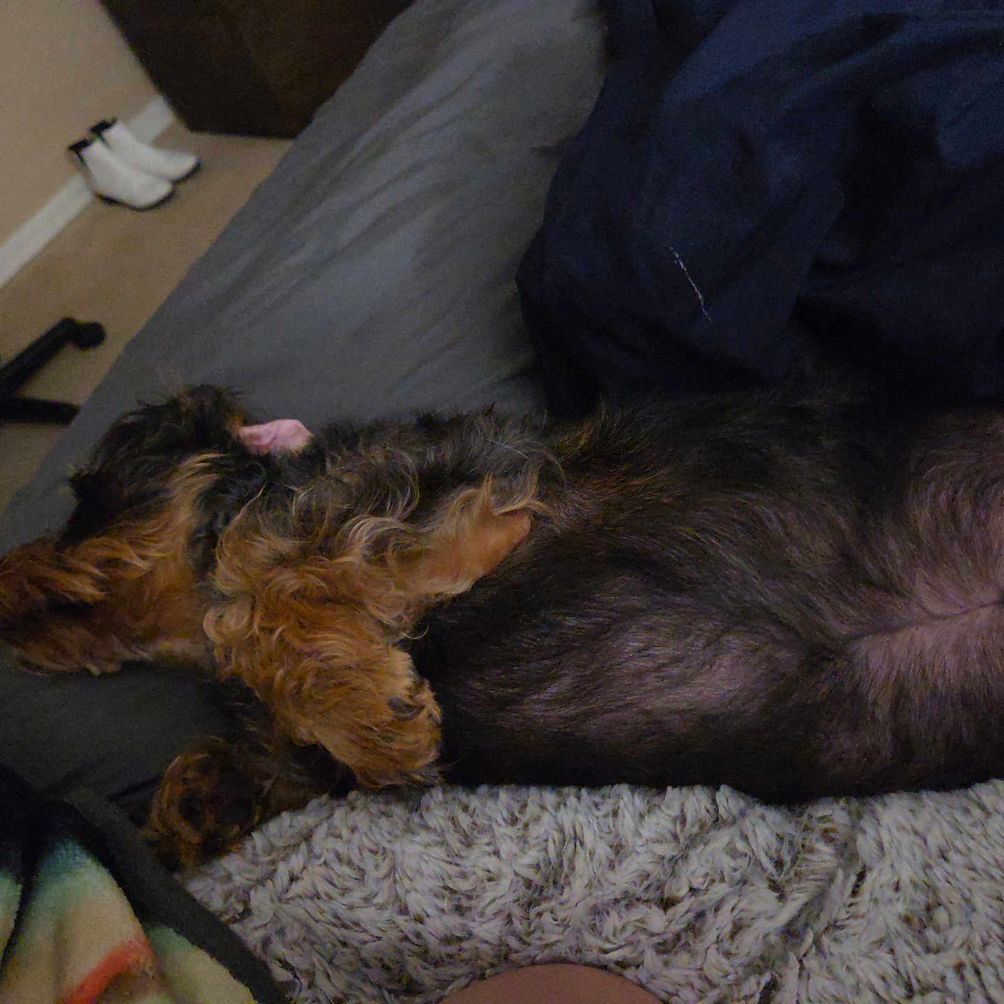 Lilly joined the competition — help win amazing prizes! animal, bed, black, blanket, brown, carpet, comfort, cozy, dog, fur, furniture, home, indoor, lying_down, pet, pillow, relaxing, resting, sleeping, soft