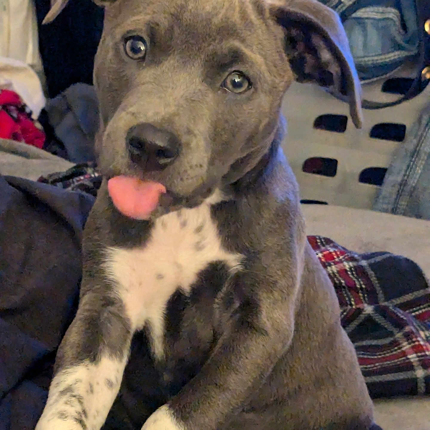 Violet Lu joined the competition — help win amazing prizes! animal, bodypart, bulldog, canine, clothing, couch, dog, face, furniture, greatdane, hound, labradorretriever, mouth, pants, person, pet, pitbull, pointer, puppy, snout