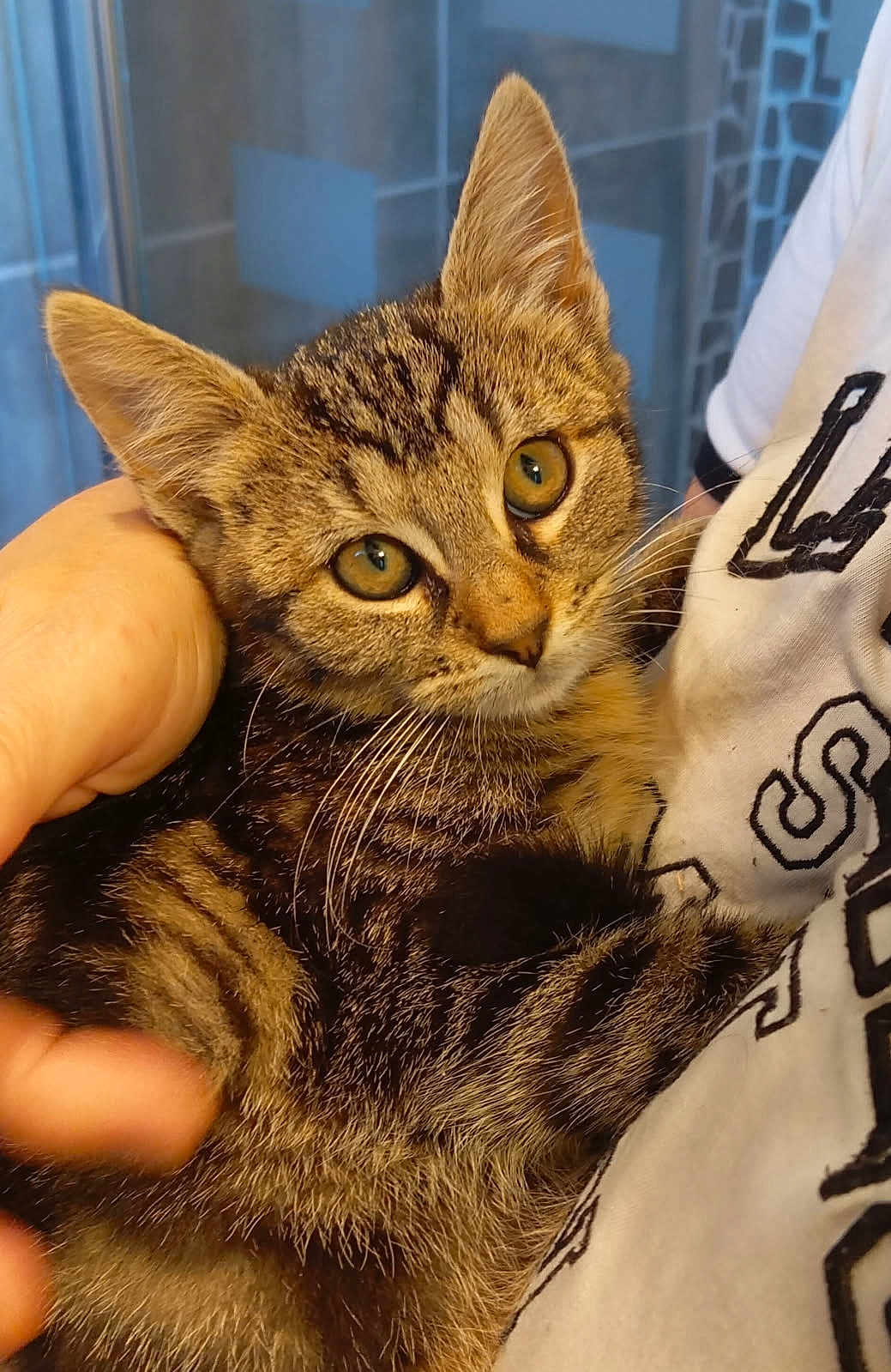 Fifi participe au concours pour gagner de l'argent avec cette photo : kitten, tabby, cat, animal, pet, close_up, feline, young, fur, whiskers, ears, eyes, person, hand, shirt, indoor, portrait, cute, holding, domestic_cat