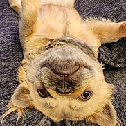 Grazilda joined the competition — help win amazing prizes! animal, canine, comfortable, couch, cozy, cute, dog, ears, face, fur, furry, home, indoor, paws, pet, playful, relaxed, resting, smiling, upside_down