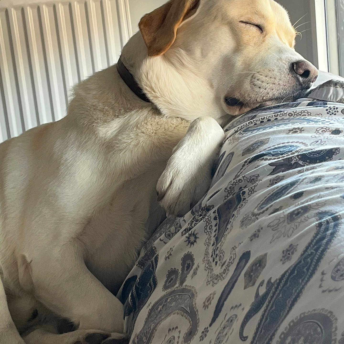 Loki participe au concours pour gagner de l'argent avec cette photo : animal, calm, closeup, cozy, cute, dog, domestic_animal, fur, indoor, laying, light, patterned, pet, pillow, radiator, relaxed, resting, sleeping, whiskers, window