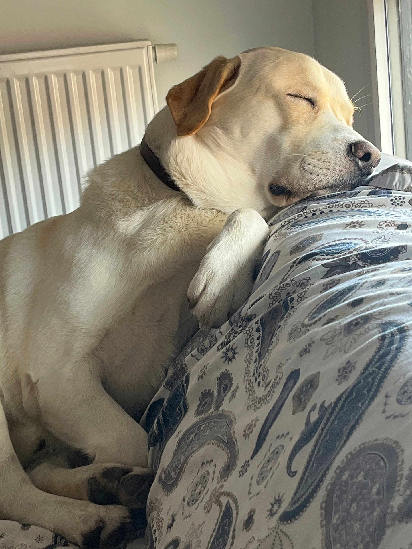 Loki participe au concours pour gagner de l'argent avec cette photo : dog, sleeping, resting, indoor, pillow, patterned, light, window, radiator, relaxed, fur, pet, domestic_animal, closeup, animal, cute, cozy, calm, laying, whiskers