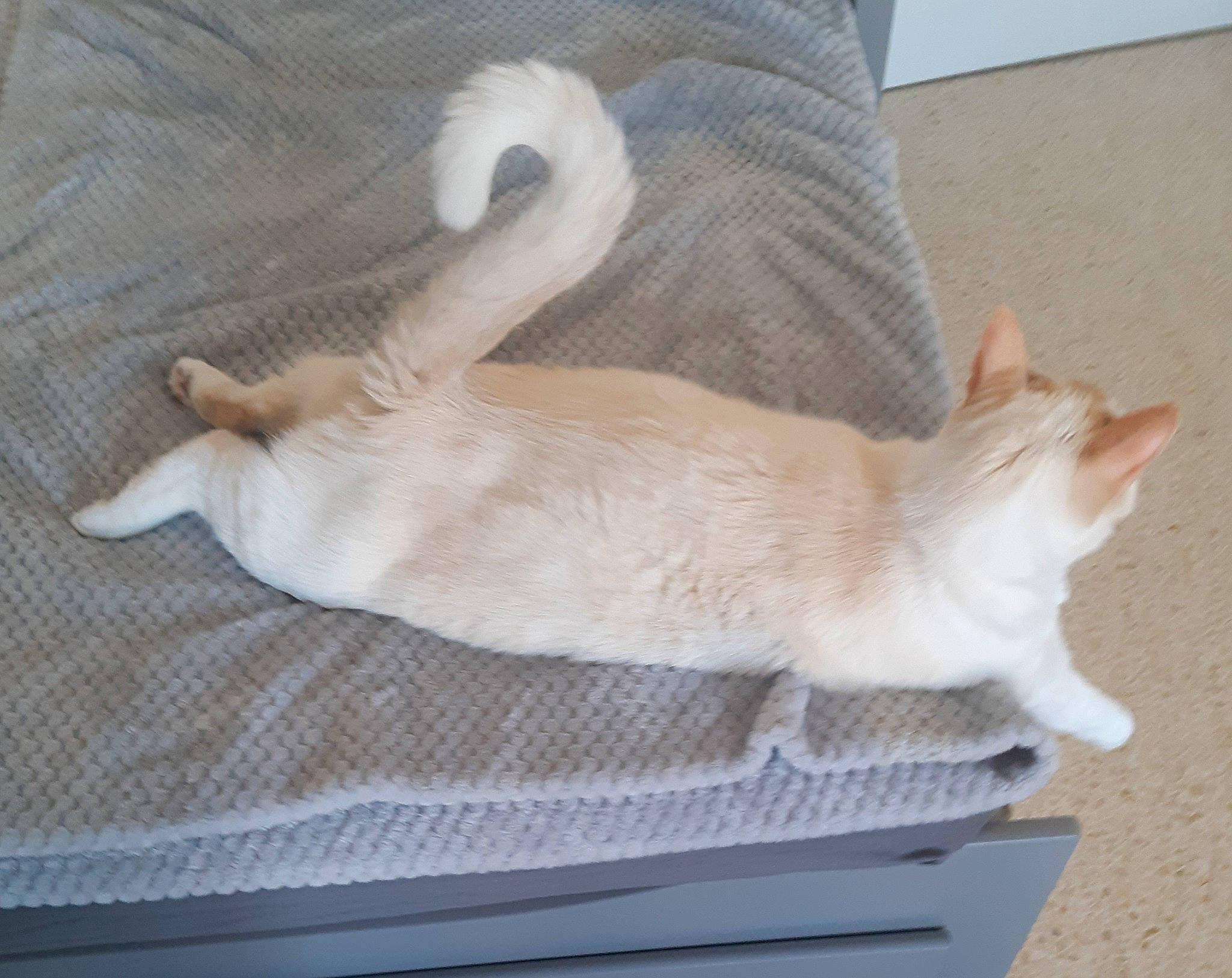 Charly a rejoint le concours — aidez-le/la à gagner de superbes lots ! balinese, canidae, carnivore, cat, claw, comfort, companion_dog, domestic_short_haired_cat, fawn, felidae, flooring, fur, hardwood, nap, paw, small_to_medium_sized_cats, tail, whiskers, wood