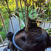 Loki a rejoint le concours — aidez-le/la à gagner de superbes lots ! cat, black_cat, fluffy, fur, animal, pet, sitting, lounging, flowerpot, potted_plant, olive_tree, leaves, indoor, balcony, window, garden, garden_statue, buddha_statue, natural_light, portrait