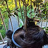cat, black_cat, fluffy, fur, animal, pet, sitting, lounging, flowerpot, potted_plant, olive_tree, leaves, indoor, balcony, window, garden, garden_statue, buddha_statue, natural_light, portrait
